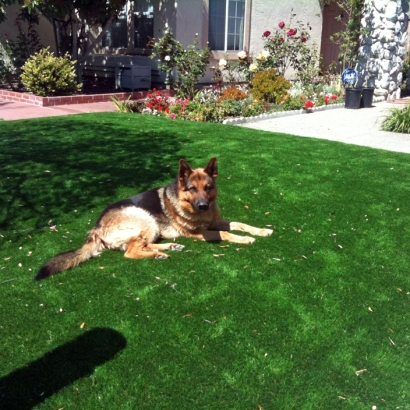 Artificial Lawn Haxtun, Colorado Dog Pound, Dog Kennels