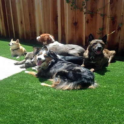 Best Artificial Grass Cheraw, Colorado Watch Dogs, Dogs Park