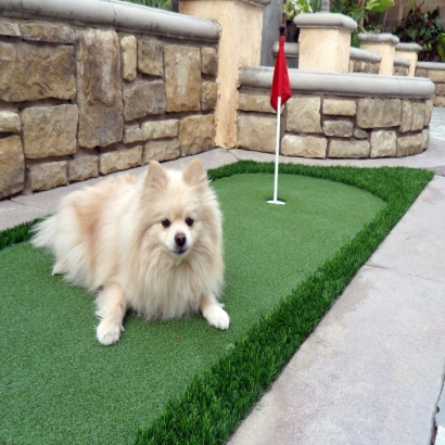 Synthetic Turf Yampa, Colorado Office Putting Green, Dogs