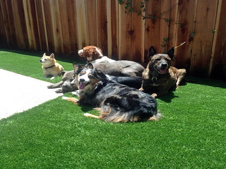 Best Artificial Grass Cheraw, Colorado Watch Dogs, Dogs Park