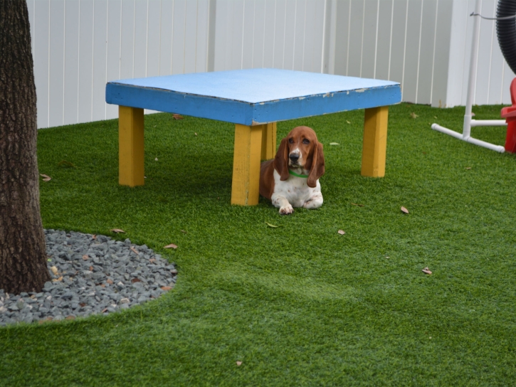 Synthetic Turf Granada, Colorado Artificial Turf For Dogs, Grass for Dogs
