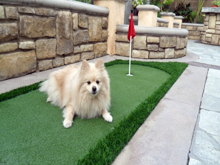 Synthetic Turf Yampa, Colorado Office Putting Green, Dogs